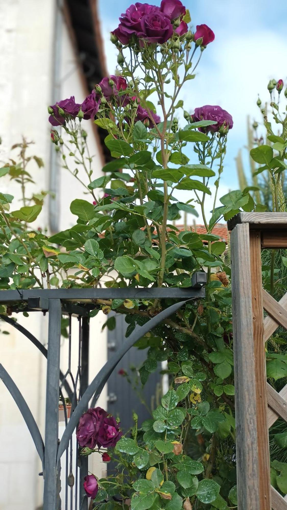 Le Clos Des Passiflores Pons Luaran gambar