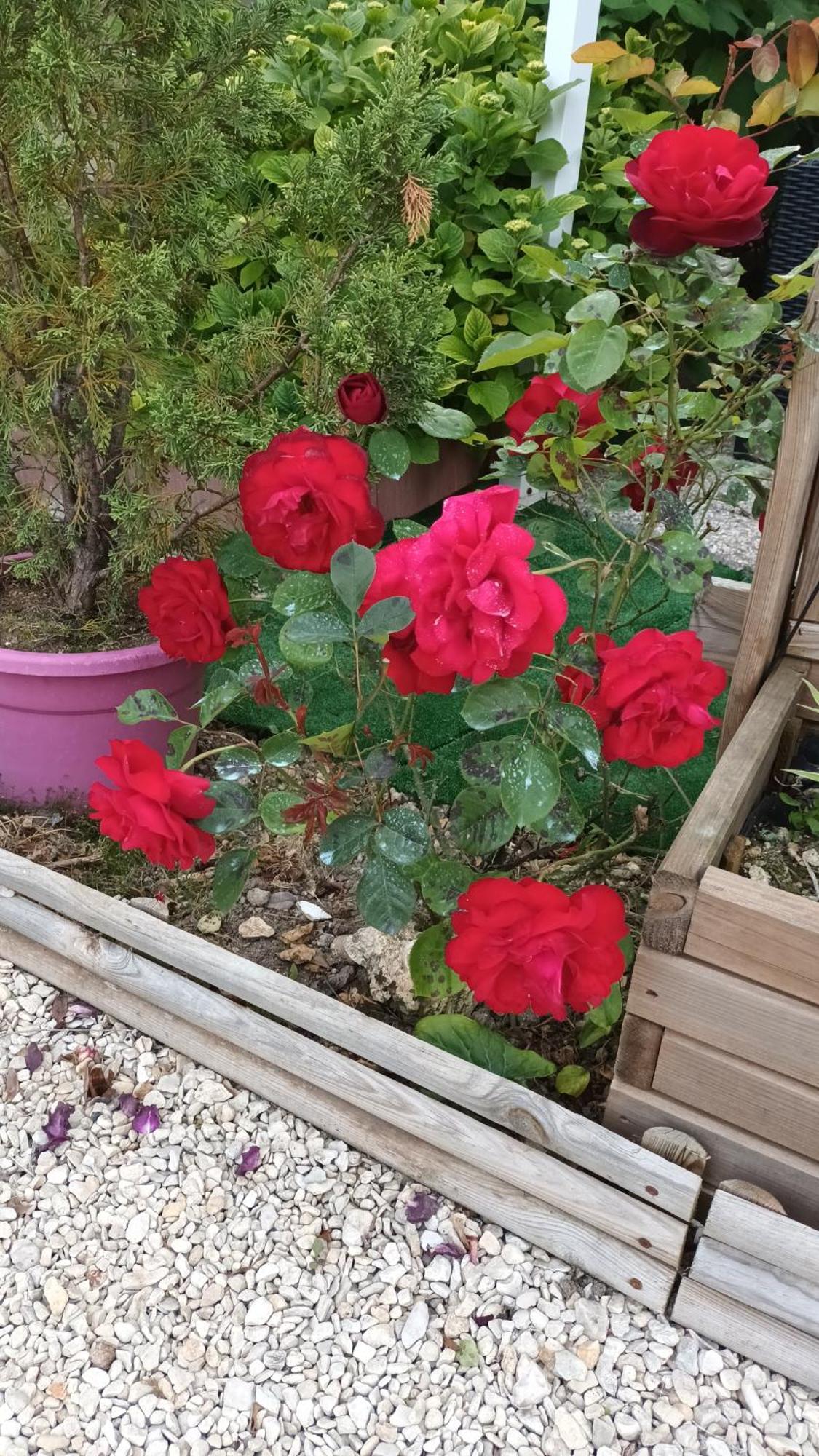 Le Clos Des Passiflores Pons Luaran gambar